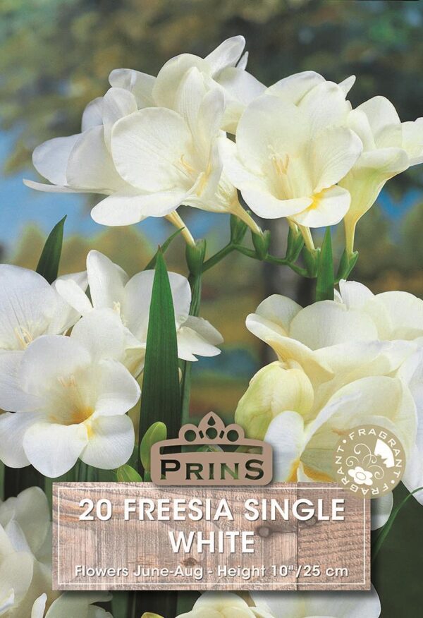 Freesia White WPC Prins Summer Garden Bulbs & Tubers Pack x20
