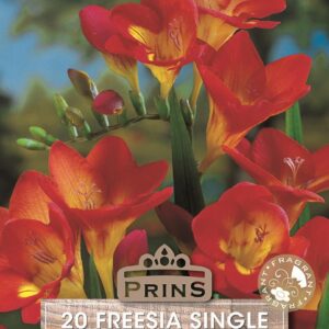 Freesia 'Single Red' WPC Prins Quality Summer Bulbs/Tubers Pack x20