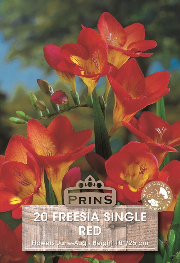 Freesia 'Single Red' WPC Prins Quality Summer Bulbs/Tubers Pack x20
