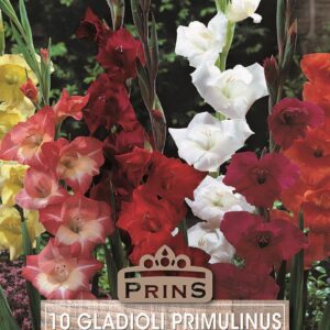 Gladiolus Primulinus Gladioli 'Mixed' Quality Summer Bulbs Pack x10