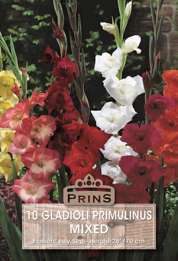 Gladiolus Primulinus Gladioli 'Mixed' Quality Summer Bulbs Pack x10