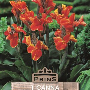 Canna Lily 'Rosemond Cole' WPC Prins Summer Bulb/Tuber Pack x1
