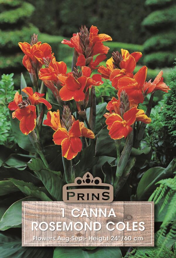 Canna Lily 'Rosemond Cole' WPC Prins Summer Bulb/Tuber Pack x1