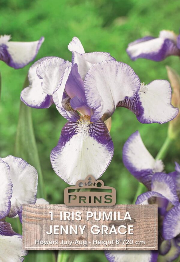 Dwarf Iris Pumila 'Jenny Grace' WPC Prins Bulbs & Tubers Pack x1