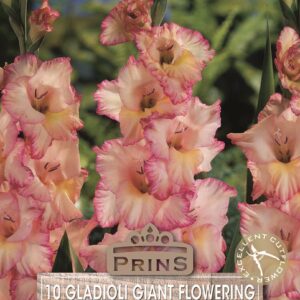 Gladioli 'Priscilla' Summer Flowering Bulbs WPC Prins Quality Pack x10