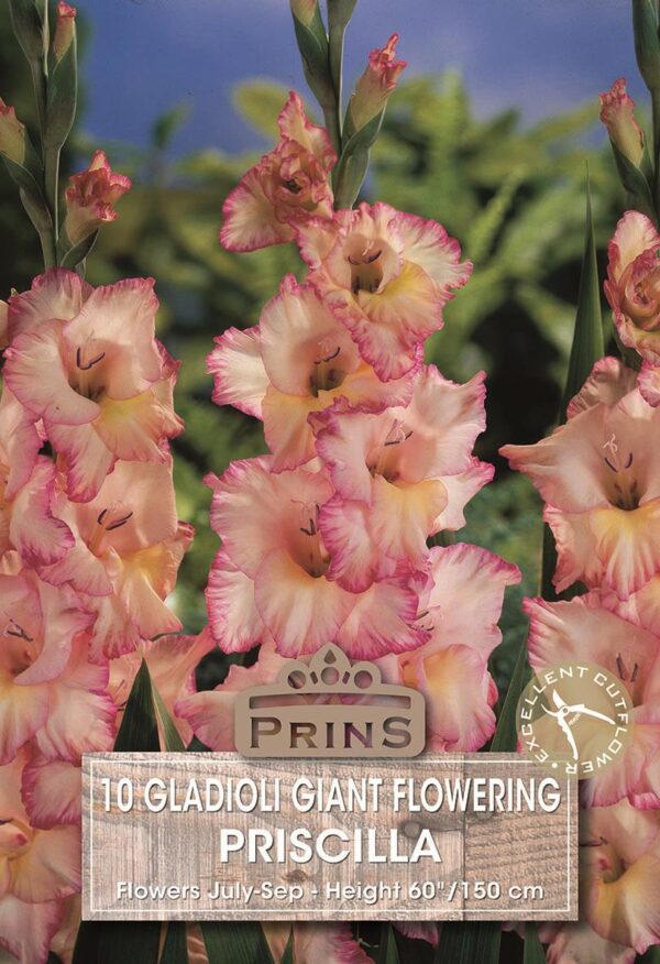 Gladioli 'Priscilla' Summer Flowering Bulbs WPC Prins Quality Pack x10