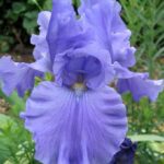 German Iris Germanica 'Blue' (Blue Bearded Iris) Rhizome WPC Prins Pack x1