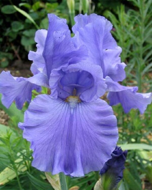 German Iris Germanica 'Blue' (Blue Bearded Iris) Rhizome WPC Prins Pack x1