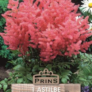 Astilbe 'Pink' Perennial Root/Bulb/Tuber WPC Prins Pack x1