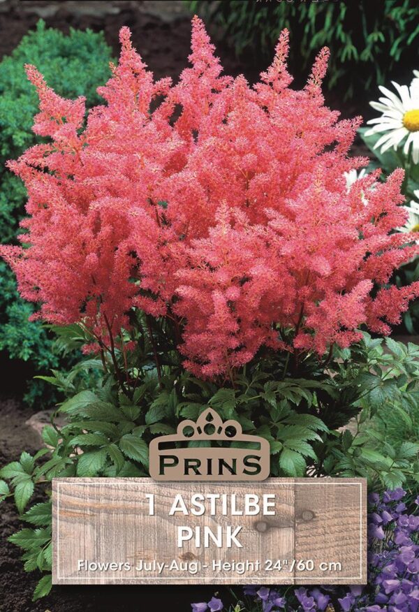 Astilbe 'Pink' Perennial Root/Bulb/Tuber WPC Prins Pack x1