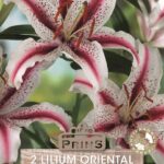 Oriental Lilly 'Dizzy' WPC Prins Quality Garden Bulbs & Tubers Pack x2