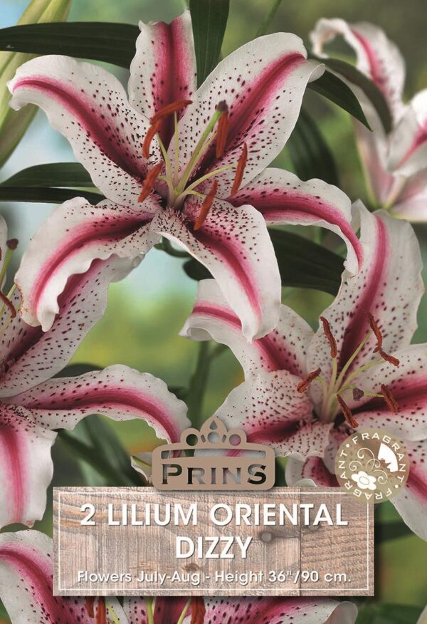 Oriental Lilly 'Dizzy' WPC Prins Quality Garden Bulbs & Tubers Pack x2