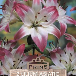 Lilium Dwarf Lily 'Lollipop' WPC Prins Quality Bulbs Pack x2