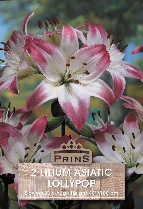 Lilium Dwarf Lily 'Lollipop' WPC Prins Quality Bulbs Pack x2