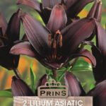 Lily Bulbs 'Landini' Lilium Asiatic WPC Prins Bulbs/Tubers Pack x2