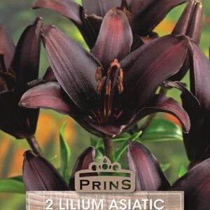 Lily Bulbs 'Landini' Lilium Asiatic WPC Prins Bulbs/Tubers Pack x2