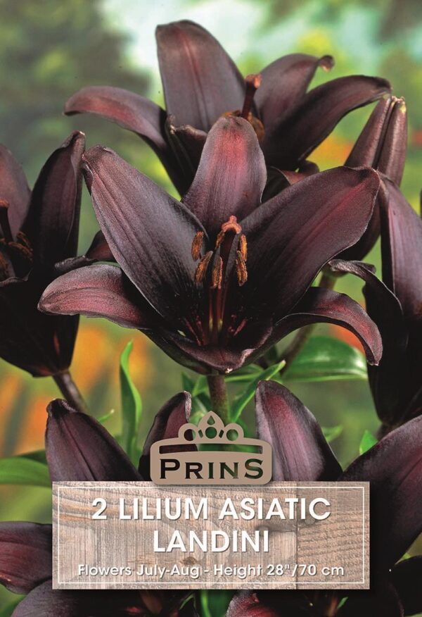 Lily Bulbs 'Landini' Lilium Asiatic WPC Prins Bulbs/Tubers Pack x2