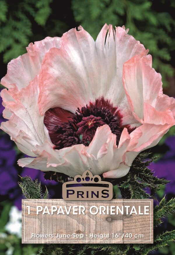 Papaver Orientale Poppy 'Pizzicato' Quality WPC.Prins Bulb/Root/Tuber