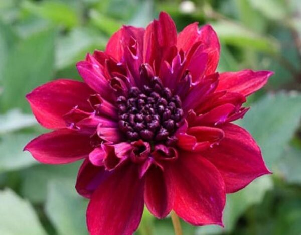 Dahlia Anemone 'Purpinka' WPC Prins Summer Bulb/Tuber
