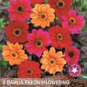 Dark Leaf Dahlias 'Bishop Mixed' Pack x3 Tubers