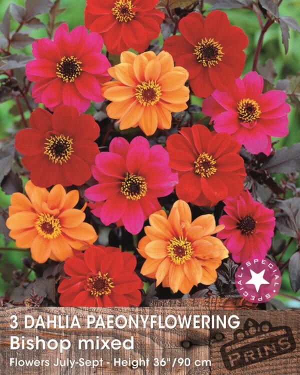 Dark Leaf Dahlias 'Bishop Mixed' Pack x3 Tubers