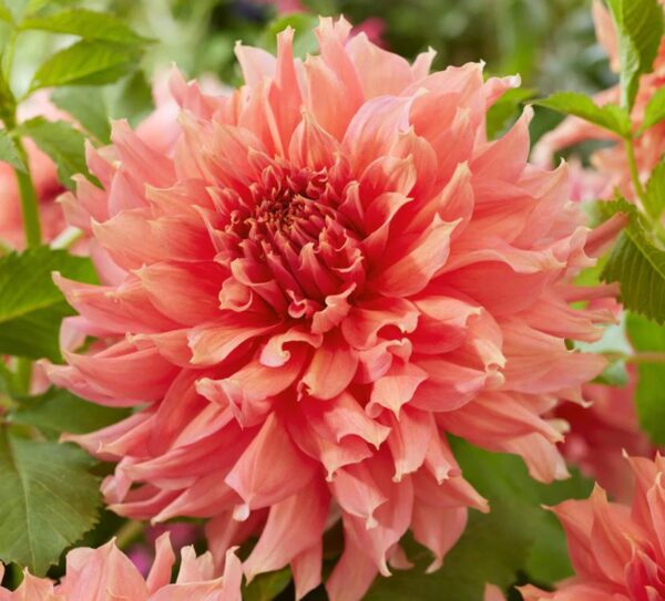 Dahlia Dinner Plate 'Fairway Spur' Tuber Pack x1