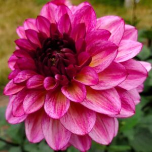 Dahlia Decorative 'Muchacha' Pack x1 Tuber