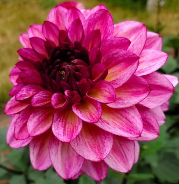 Dahlia Decorative 'Muchacha' Pack x1 Tuber