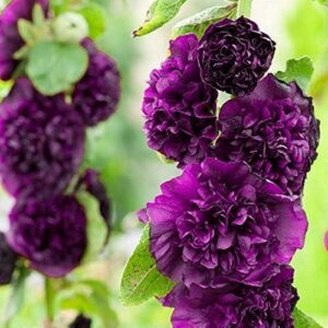 Hollyhock Chater's Double Purple Perennial Garden Plug Plants Pack x6
