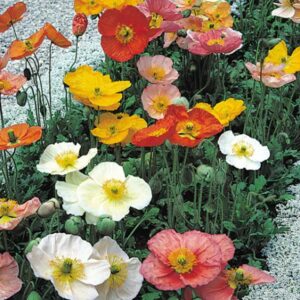 Iceland Poppy / Papaver Champagne Bubbles Mix Plug Plants Pack x6