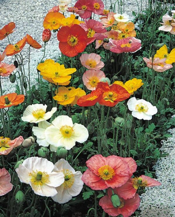 Iceland Poppy / Papaver Champagne Bubbles Mix Plug Plants Pack x6