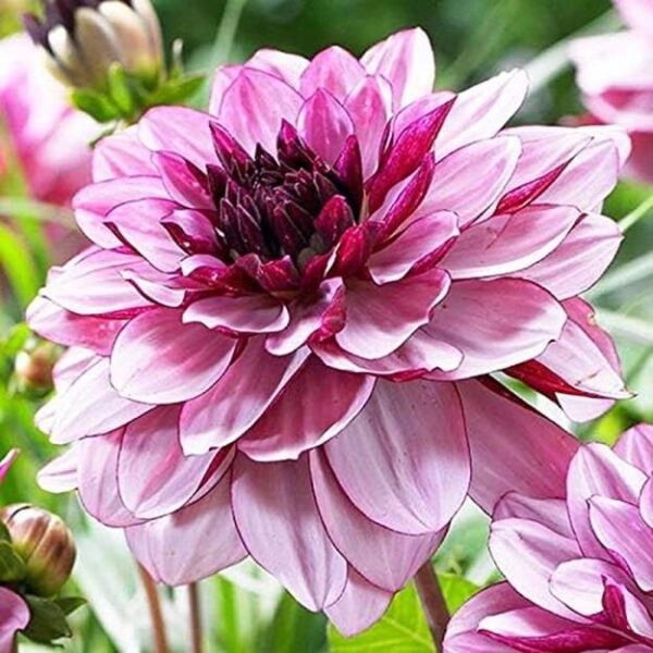 Dahlia Bulb/Tuber 'Creme De Cassis' Quality Summer Bulbs Pack x2