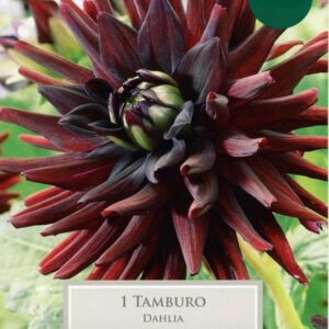 Dahlia Semi-Cactus Tamburo Pack x1 Tuber