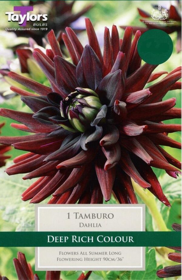 Dahlia Semi-Cactus Tamburo Pack x1 Tuber