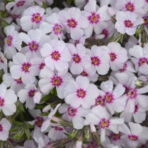 Phlox Subulata 'Coral Eye' Creeping Perennial (LARGE) Plug Plants Pack x6