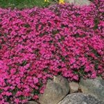 Phlox Subulata 'Scarlet Flame' Creeping Perennial (LARGE) Plug Plants Pack x6