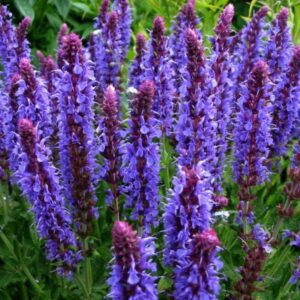 Salvia Blue Hill 'Blauhugel' LARGE Perennial Plug Plants Pack x6