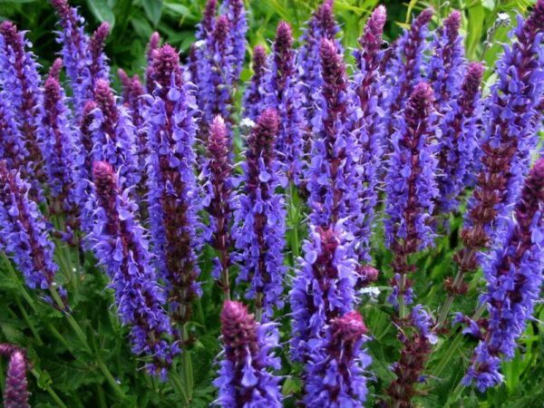 Salvia Blue Hill 'Blauhugel' LARGE Perennial Plug Plants Pack x6
