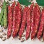 Climbing French Bean 'Borlotta Lingua di Fuoco' Pack King's Seeds