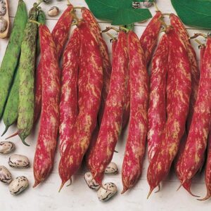 Climbing French Bean 'Borlotta Lingua di Fuoco' Pack King's Seeds