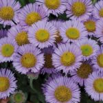 Erigeron Glaucus 'Sea Breeze Mauve' Perennial Garden LARGE Plug Plants Pack x6