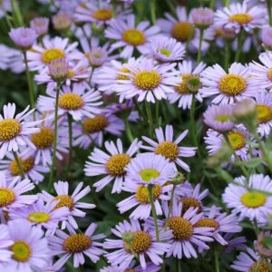 Erigeron x 'Wayne Roderick' Perennial Garden LARGE Plug Plants Pack x6