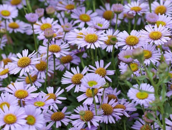 Erigeron x 'Wayne Roderick' Perennial Garden LARGE Plug Plants Pack x6