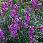 Erysimum 'Bowles Mauve' Perennial Wallflower (Large) Perennial Plug Plants Pack x6
