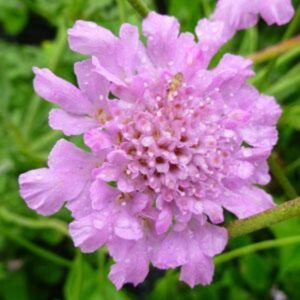 Scabious / Scabiosa Flutter™ Rose Pink Pack x6 LARGE Plug Plants