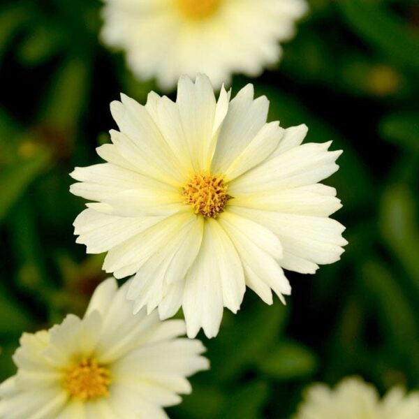 Coreopsis Uptick 'Cream' Perennial LARGE Plug Plants Pack x6