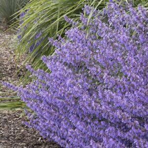 Nepeta Junior Walker™ Catmint (LARGE) Perennial Plug Plants Pack x6
