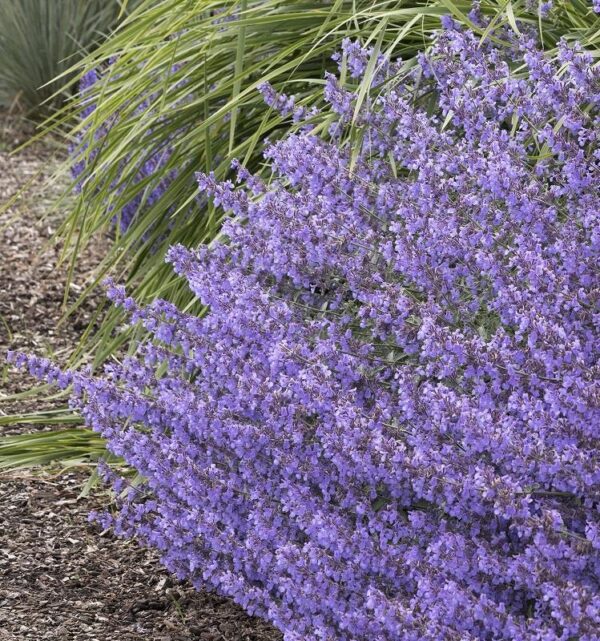 Nepeta Junior Walker™ Catmint (LARGE) Perennial Plug Plants Pack x6