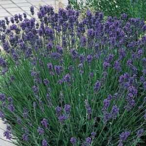 Lavender English 'Munstead' LARGE Plug Plants Perennial Pack x6