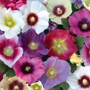 Hollyhock Alcea 'Halo Mixed' LARGE Perennial Garden Plug Plants Pack x6